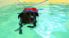 Sanacija pasa i mačaka