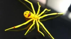 Rijetki i neobični pauci