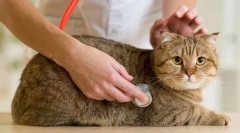 Redovna inspekcija mačke