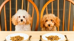 Ocjena za odvod: odabir hrane za velike i male stijene