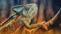 Reptile. Izgradnja i karakteristike