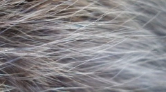 Slika na mačjoj vunovi