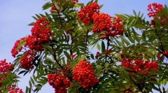 Rowan
