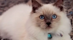 Ragdoll