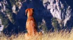 Rhodesian ridgeback (foto): požudni lovac i hrabar stražar