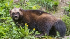 Wolverine