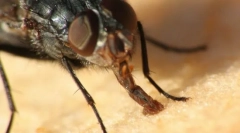 Rota aparat insekti