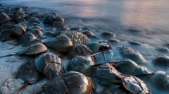 Dinosaurske zakovice: 10 drevnih životinja, koje su sačuvane do danas