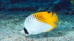 Leptir fish