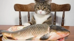 Riba za mačku