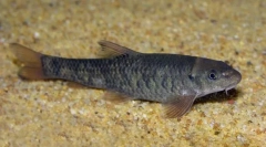 Lekar