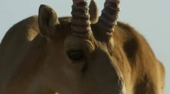 Saigak