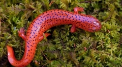 Salamander (foto): minijaturni zmaj sa bogatom istorijom
