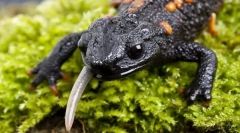 Salamandry