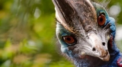 Najugroženija ptica