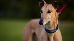 Najbrži pas na svijetu