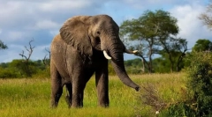 Najveća zemljana životinja