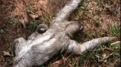 Najniznija životinja na svijetu