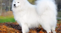 Samoyed laika (fotografija) - lojalni prijatelj i pozitivna potrošnja energije
