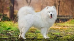 Samoizvani pas