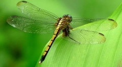 Najbrži insekti