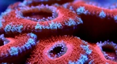 Najstariji morski stanovnici