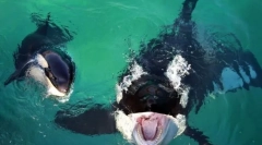 Najpoznatiji tobasti kitovi