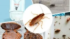 Najefikasnije zamke za žohare
