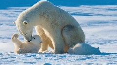 Najveći grabežljivci zemlje