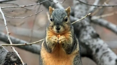 Najslatkiji instagram računi kućnih ljubimaca