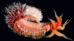 Najnevjerovatniji oblici života pronađeni na dubinama tihog okeana