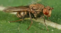 Najopasniji insekti za čovjeka