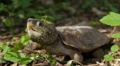 Najopasnije kornjače i gušteri na planeti