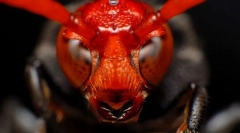 Najopasniji insekti