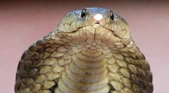 Najopasniji gmizavci