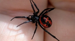 Najopasnije životinje, insekti i gmizavci koji žive u rusiji (1. Dio)