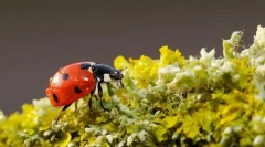 Najkorisniji insekti: top 10 sa fotografijama