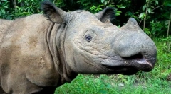 Najnerije najrere životinje na svijetu