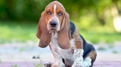 Najtvrdoglave pasmine pasa - fotografije i opis