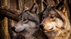 Najvernije životinje