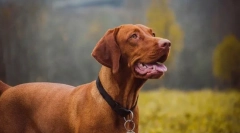 Najzdraviji pasmini pasa prema veterinarima