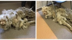 Najstrašnija mačka na svijetu: povijest spasenja