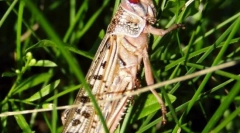 Saranscha