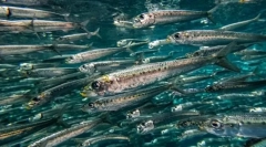 Sardine