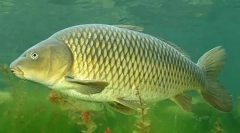 Šaran