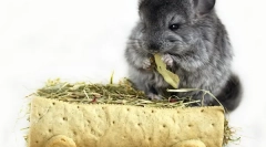 Sijeno za činčila: izbor i prazno