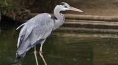 Sivi heron