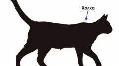 Ozbiljno: antoon cat