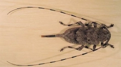 Siva duga nedjelja