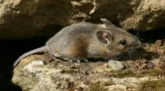 Rešetke za zaštitu kuće od glodara